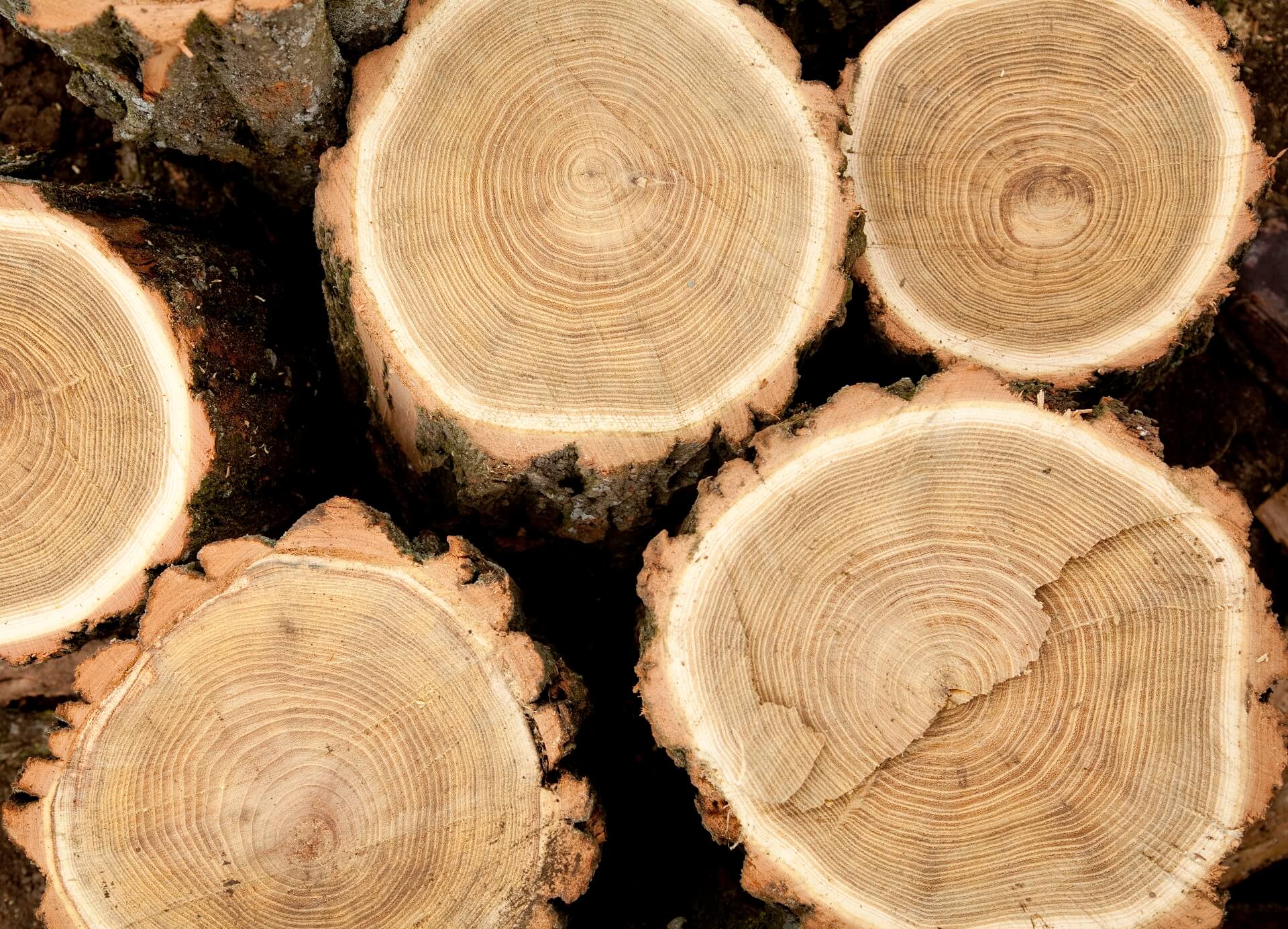 Ein Bild, das Bäume nach der Säge zeigt, das natürliche Rohmaterial für den Bau eines Holzhauses. Erfahren Sie mehr über die Auswahl und Verarbeitung dieser wertvollen Holzkomponenten, die die Grundlage für langlebige und ästhetisch ansprechende Holzhäuser bilden.