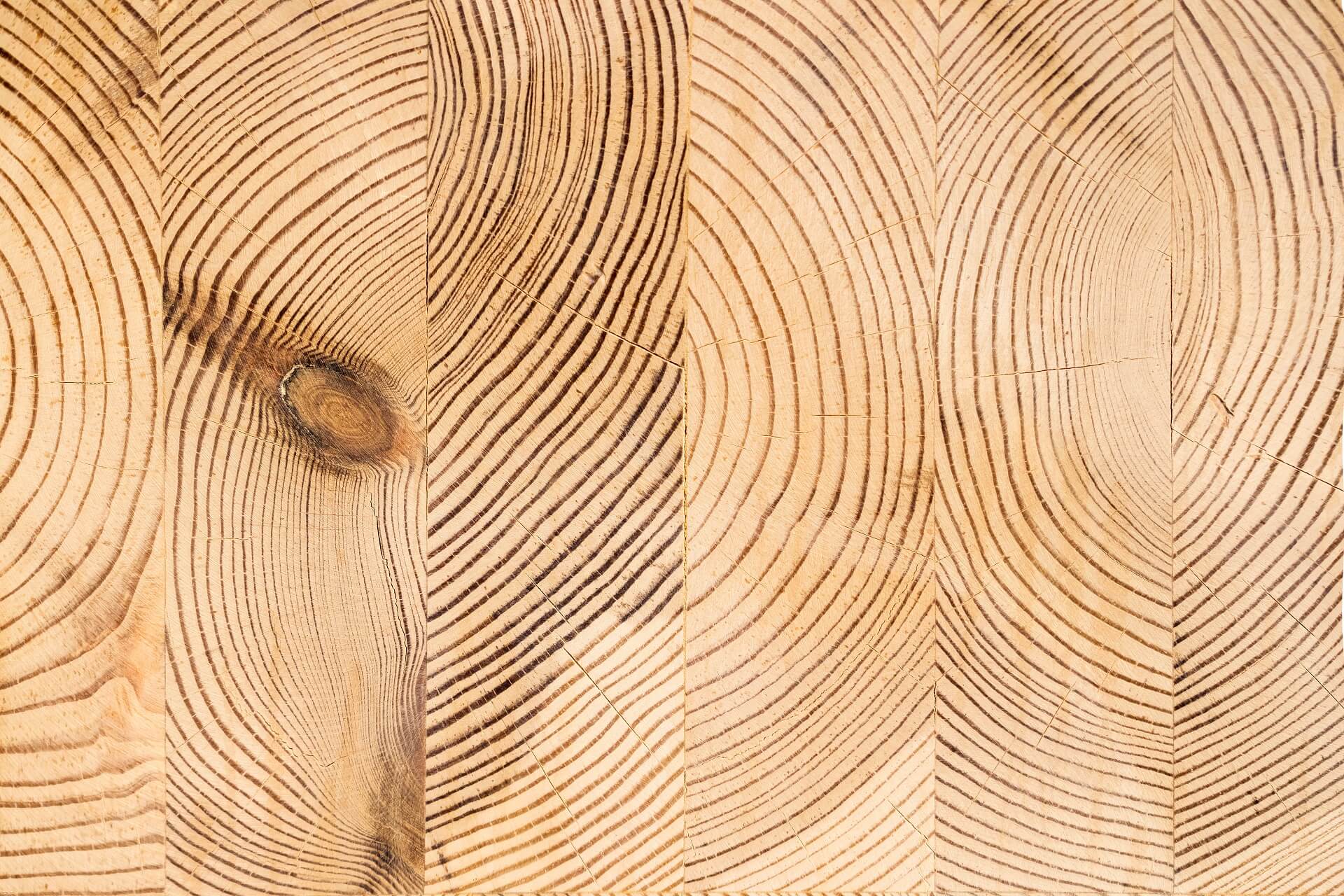 Ein Bild, das einen Querschnitt der ästhetischen Holzstruktur zeigt, speziell für das Holzhaus entwickelt. Erfahren Sie mehr über die handwerkliche Präzision und die einzigartige Ästhetik dieser Holztextur, die das Holzhaus bereichert.